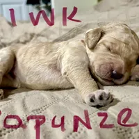 Rapunzel, a female Goldendoodle for sale in Randleman, NC – Photo 7 of 7