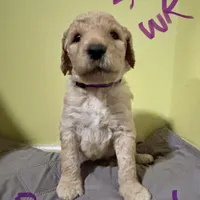 Rapunzel, a female Goldendoodle for sale in Randleman, NC – Photo 1 of 7