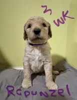 Rapunzel, a female Goldendoodle for sale in Randleman, NC – Photo 1 of 7