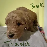 Tiana, a female Goldendoodle for sale in Randleman, NC – Photo 4 of 10