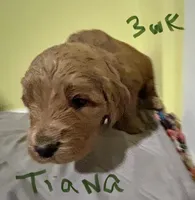 Tiana, a female Goldendoodle for sale in Randleman, NC – Photo 4 of 10