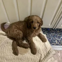 Tiana, a female Goldendoodle for sale in Randleman, NC – Photo 2 of 10