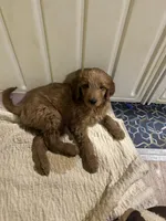 Tiana, a female Goldendoodle for sale in Randleman, NC – Photo 2 of 10