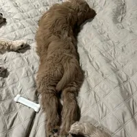 Tiana, a female Goldendoodle for sale in Randleman, NC – Photo 3 of 10