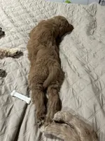 Tiana, a female Goldendoodle for sale in Randleman, NC – Photo 3 of 10