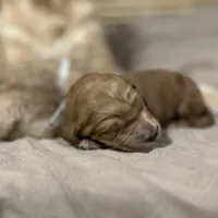 Tiana, a female Goldendoodle for sale in Randleman, NC – Photo 6 of 10