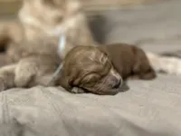 Tiana, a female Goldendoodle for sale in Randleman, NC – Photo 6 of 10