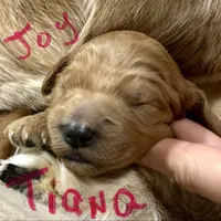 Tiana, a female Goldendoodle for sale in Randleman, NC – Photo 5 of 10