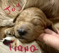 Tiana, a female Goldendoodle for sale in Randleman, NC – Photo 5 of 10