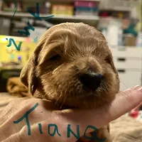 Tiana, a female Goldendoodle for sale in Randleman, NC – Photo 7 of 10