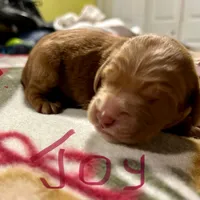 Tiana, a female Goldendoodle for sale in Randleman, NC – Photo 8 of 10