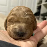 Tiana, a female Goldendoodle for sale in Randleman, NC – Photo 10 of 10