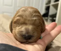 Tiana, a female Goldendoodle for sale in Randleman, NC – Photo 10 of 10