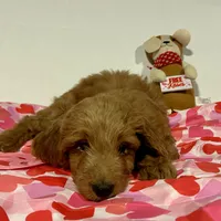 Tiana, a female Goldendoodle for sale in Randleman, NC – Photo 1 of 10