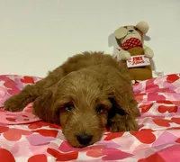 Tiana, a female Goldendoodle for sale in Randleman, NC – Photo 1 of 10