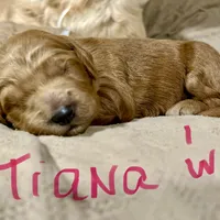 Tiana, a female Goldendoodle for sale in Randleman, NC – Photo 9 of 10