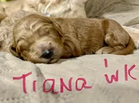 Tiana, a female Goldendoodle for sale in Randleman, NC – Photo 9 of 10