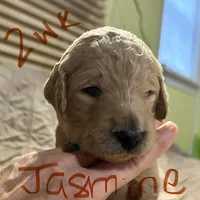 Jasmine, a female Goldendoodle for sale in Randleman, NC – Photo 6 of 10