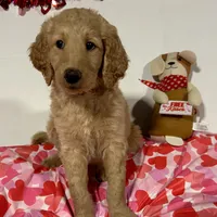 Jasmine, a female Goldendoodle for sale in Randleman, NC – Photo 1 of 10