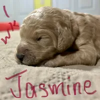 Jasmine, a female Goldendoodle for sale in Randleman, NC – Photo 8 of 10