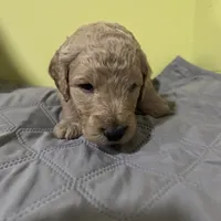 Jasmine, a female Goldendoodle for sale in Randleman, NC – Photo 10 of 10