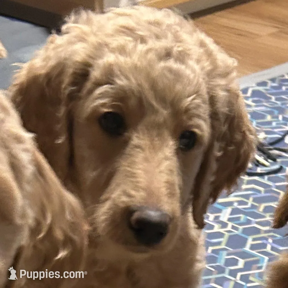 Jasmine, a female Goldendoodle for sale in Randleman, NC – Photo 2 of 10