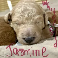 Jasmine, a female Goldendoodle for sale in Randleman, NC – Photo 7 of 10