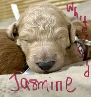 processed/69acf375-7445-42fd-9f7f-c06499cb6a49/listing/8deacf63-c642-4419-9bad-198d45ff49f8/8a1ee9ca-9800-4234-a20f-8ea7727a6351