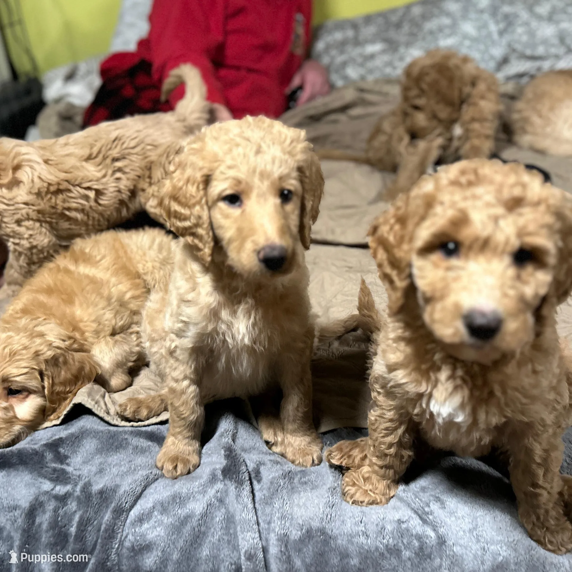 Jasmine, a female Goldendoodle for sale in Randleman, NC – Photo 3 of 10