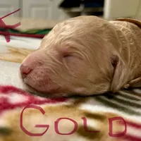 Jasmine, a female Goldendoodle for sale in Randleman, NC – Photo 9 of 10