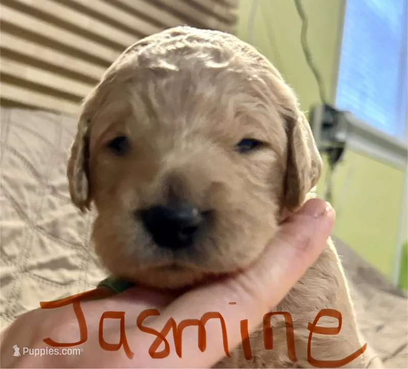 Jasmine