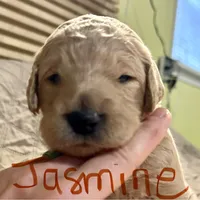 Jasmine, a female Goldendoodle for sale in Randleman, NC – Photo 5 of 10