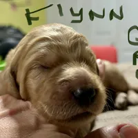 Flynn, a male Goldendoodle for sale in Randleman, NC – Photo 7 of 10