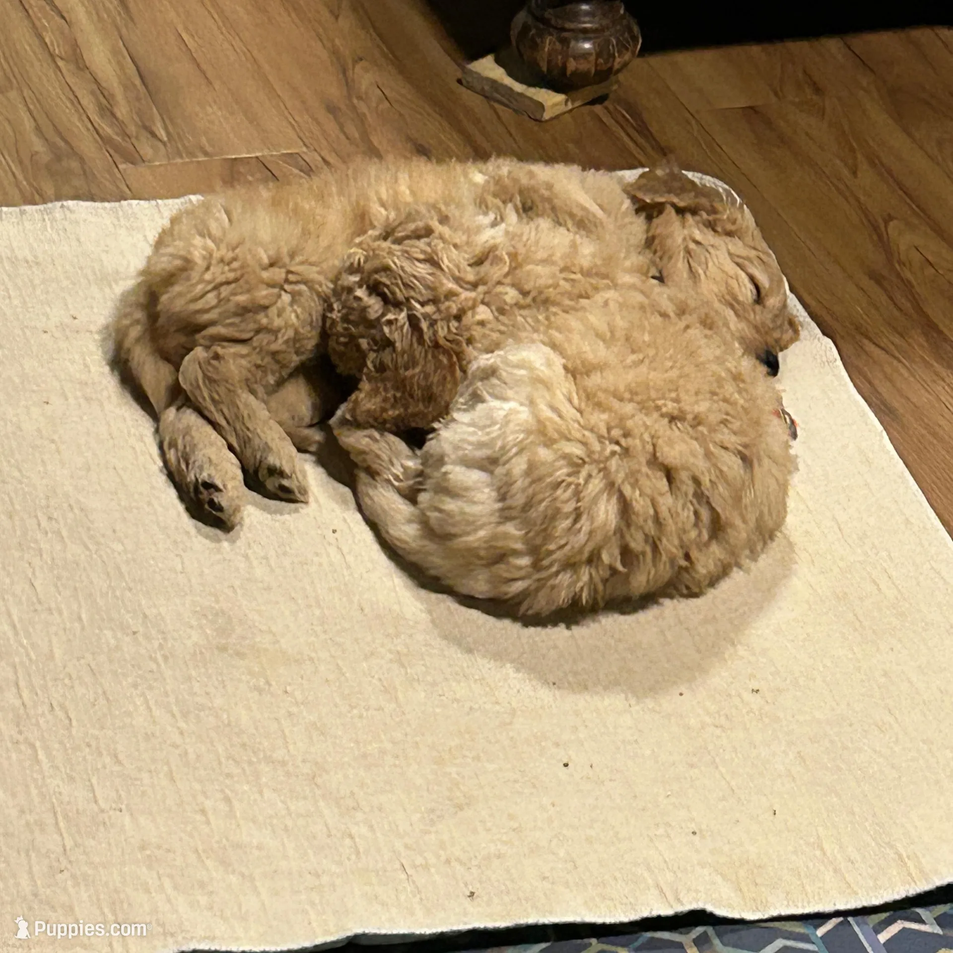 Flynn, a male Goldendoodle for sale in Randleman, NC – Photo 10 of 10