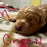 Flynn, a male Goldendoodle for sale in Randleman, NC – Photo 6 of 10