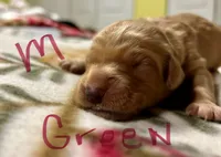 Flynn, a male Goldendoodle for sale in Randleman, NC – Photo 6 of 10