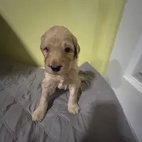 Flynn, a male Goldendoodle for sale in Randleman, NC – Photo 5 of 10