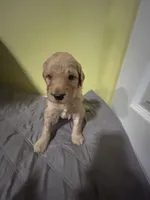 Flynn, a male Goldendoodle for sale in Randleman, NC – Photo 5 of 10