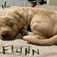 Flynn, a male Goldendoodle for sale in Randleman, NC – Photo 8 of 10
