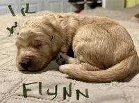 Flynn, a male Goldendoodle for sale in Randleman, NC – Photo 8 of 10