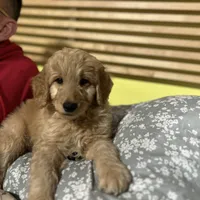 Flynn, a male Goldendoodle for sale in Randleman, NC – Photo 3 of 10