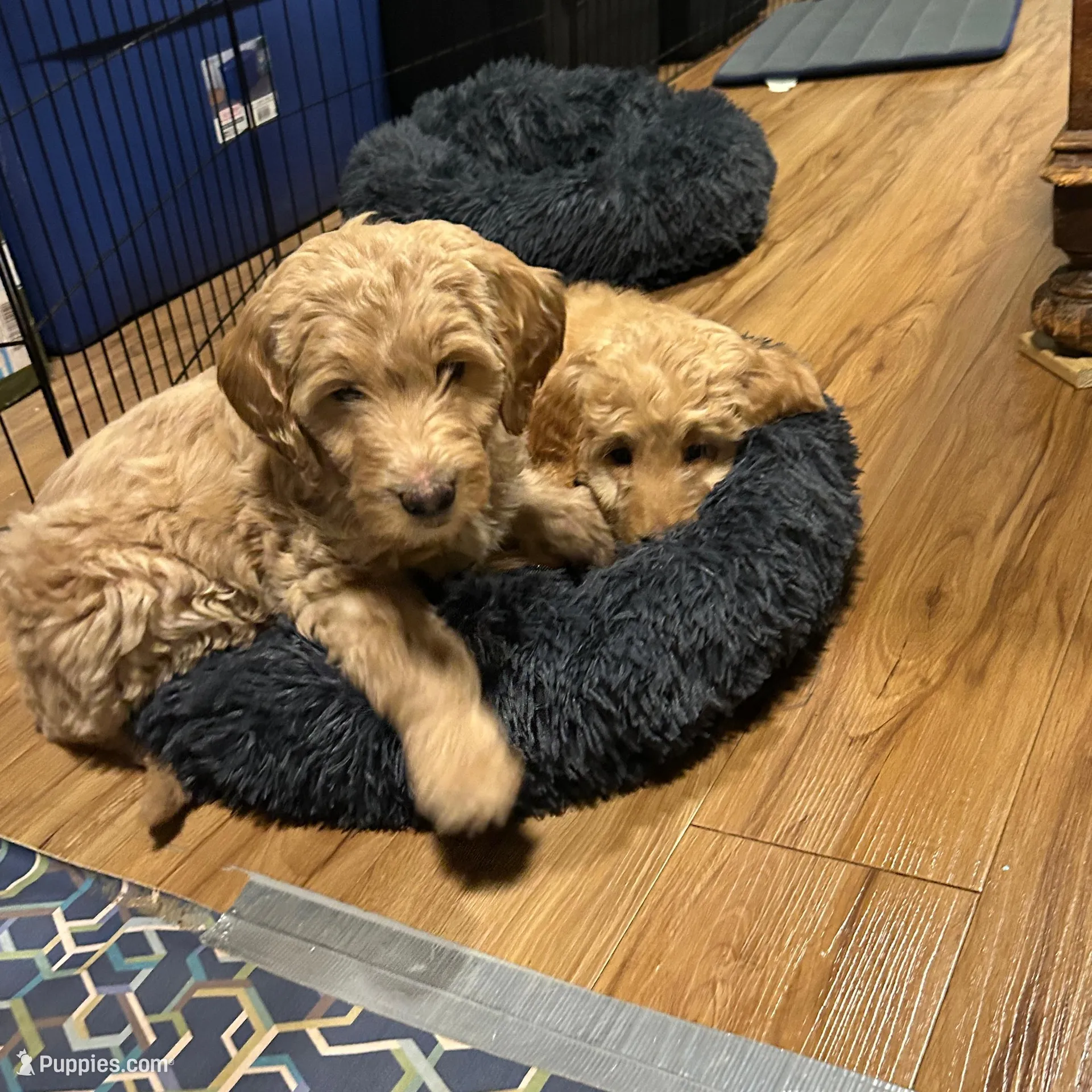 Flynn, a male Goldendoodle for sale in Randleman, NC – Photo 9 of 10
