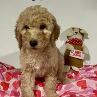 Flynn, a male Goldendoodle for sale in Randleman, NC – Photo 2 of 10