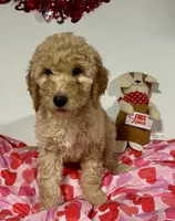 Flynn, a male Goldendoodle for sale in Randleman, NC – Photo 2 of 10