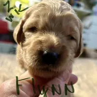 Flynn, a male Goldendoodle for sale in Randleman, NC – Photo 4 of 10