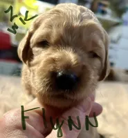 Flynn, a male Goldendoodle for sale in Randleman, NC – Photo 4 of 10