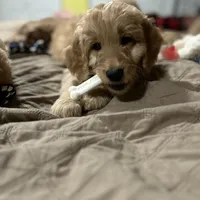Flynn, a male Goldendoodle for sale in Randleman, NC – Photo 1 of 10
