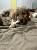 Flynn, a male Goldendoodle for sale in Randleman, NC – Photo 1 of 10