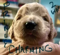 Prince Charming, a male Goldendoodle for sale in Randleman, NC – Photo 6 of 10