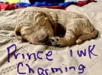 Prince Charming, a male Goldendoodle for sale in Randleman, NC – Photo 8 of 10